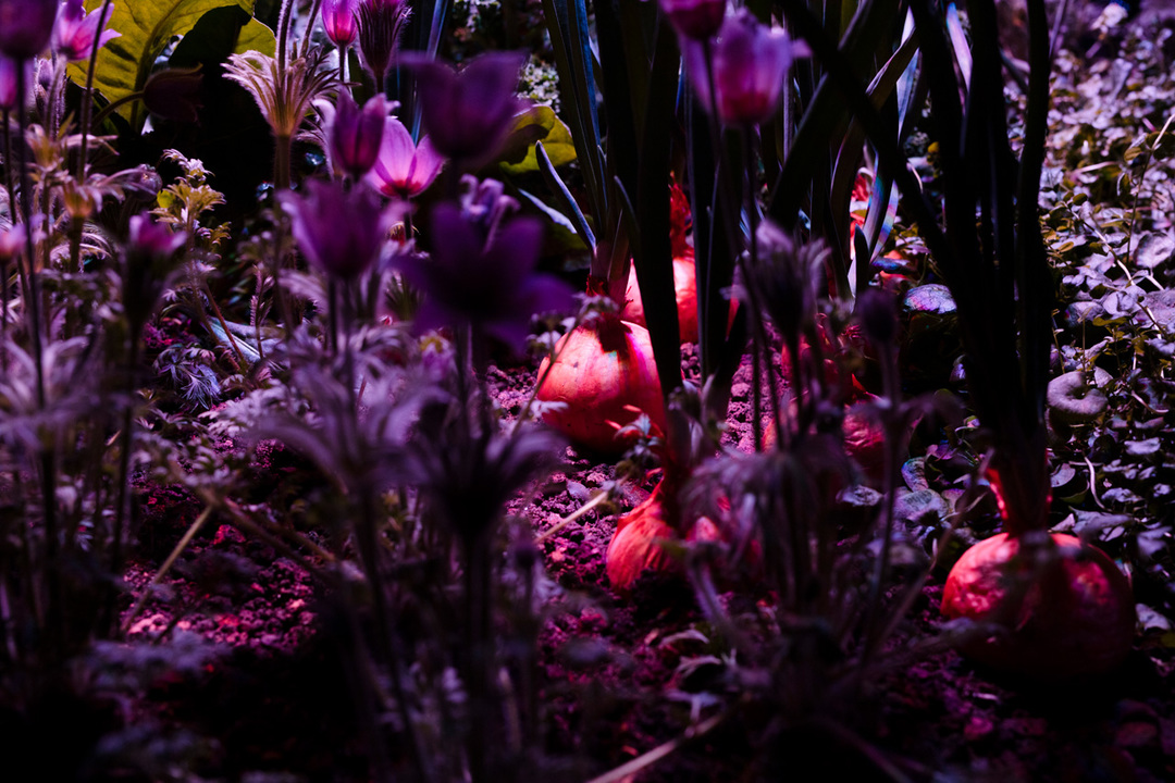 Particolare dell'installazione di Meg Webster. L'opera è un orto coperto illuminato da luci rosa fluorescenti 