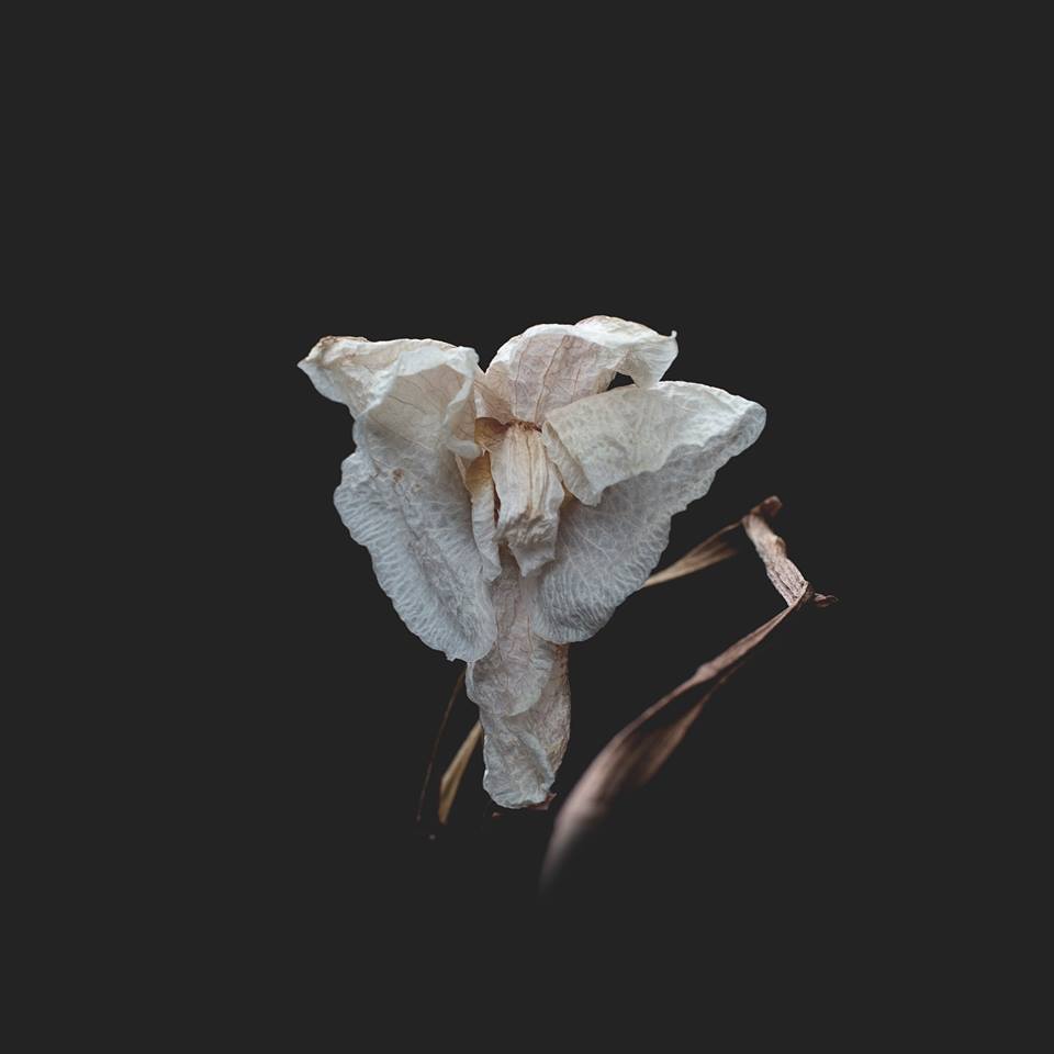 Gabriele Panteghini | Phalaenopsis, dalla serie 'Bloom', 2017