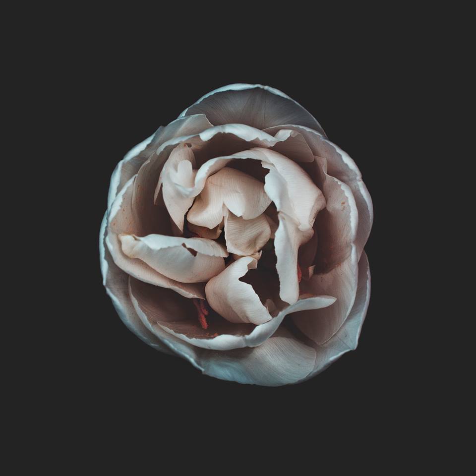 Gabriele panteghini | Tulipa, dalla serie di fiori 'Bloom', 2017