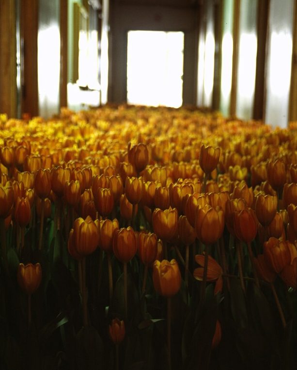 Anna Schuleit | Bloom | 2003, dettaglio dal basso, tulipani