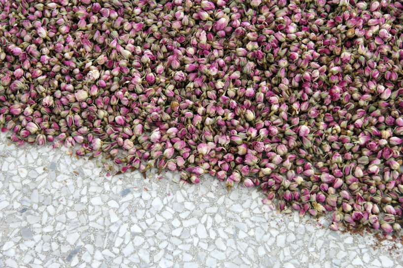 particolare di 108 libbre di rosa damascena | 56° Biennale di Venezia, Padiglione della Germania