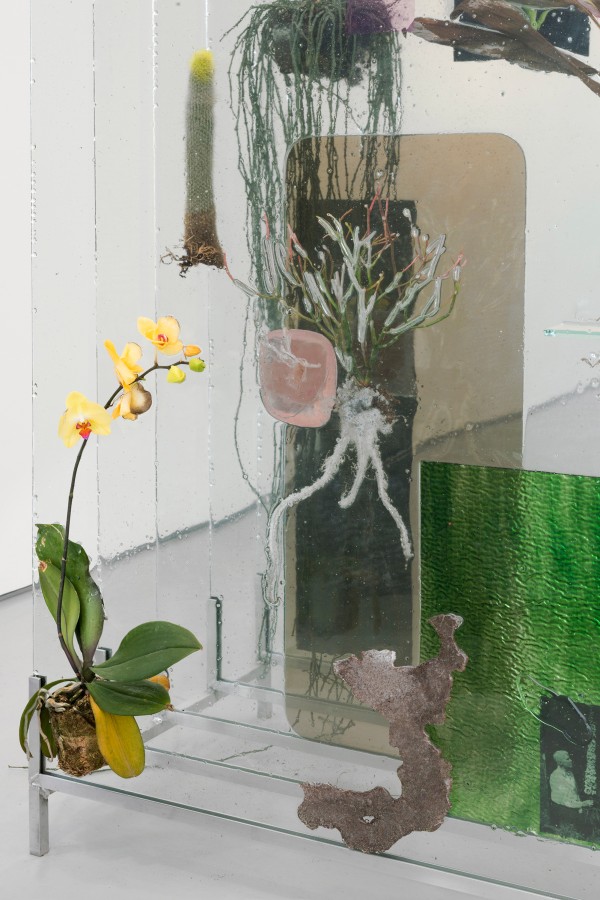 Senza titolo | 2014; vetro, resina, piante, foto di gelso, stampe fotografiche e filtri; dettaglio