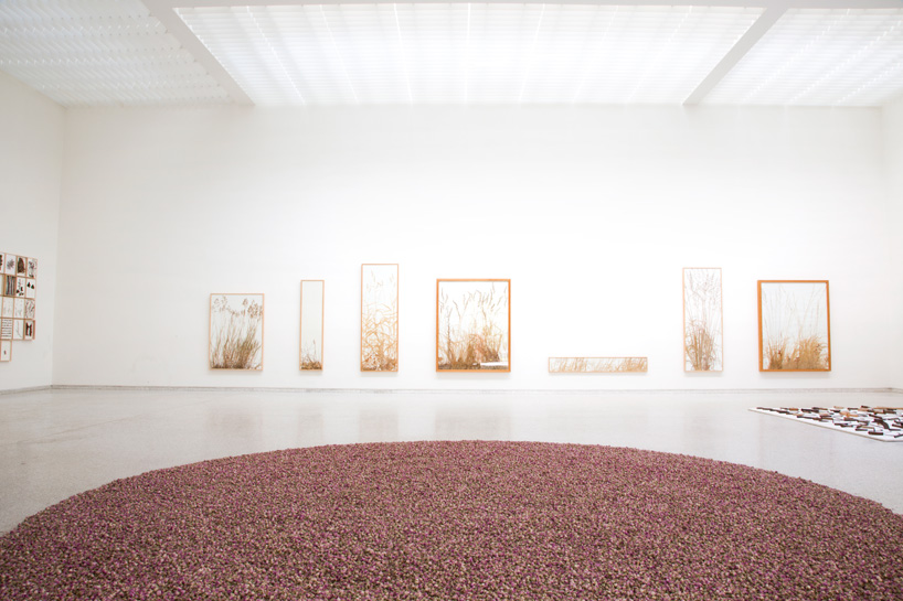 herman de vries | 108 libbre di rosa damascena | 56° Biennale di Venezia, Padiglione della Germania