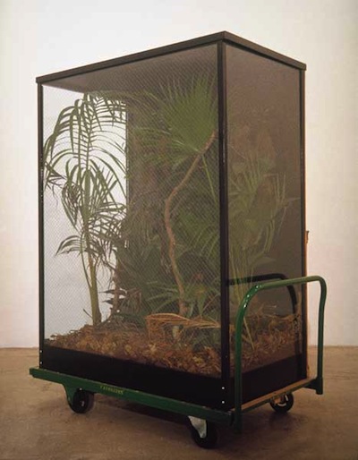 Mark Dion, Tropical Rain Forest Preserves, 1989, rifatto nel 2003