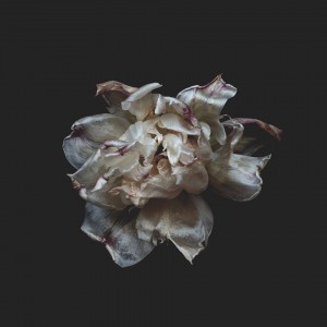 Gabriele Panteghini | Tulipa